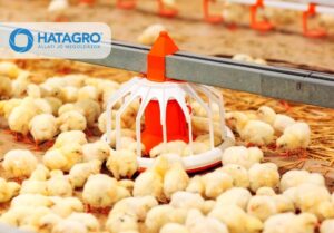 Baromfi etető rendszerek az állattartó telepeken – modern megoldások és érdekességek