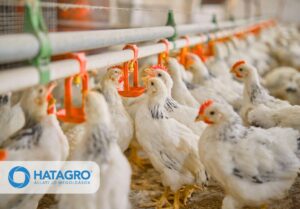Baromfi itató rendszerek – Miért kulcsfontosságúak a modern állattartó telepeken?