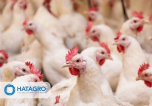 Baromfi etető rendszerek az állattartó telepeken – miért kulcskérdés a hatékony etetés télen is?