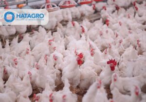 Baromfi etető rendszerek: hatékonyság, egyenletes takarmányozás és korszerű telepi működés