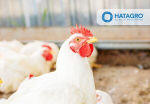 Baromfi etető rendszerek: hatékonyabb takarmányozás, kiegyensúlyozottabb telepi működés